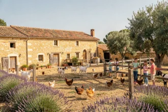 Vue panoramique d'une ferme pédagogique provençale avec des bâtiments en pierre dorée, des animaux en liberté et des visiteurs dans la cour